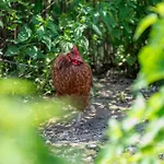La Fucina Κατάλυμα σε φάρμα Vigliano Biellese