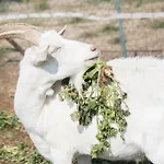 Κατάλυμα σε φάρμα La Fucina *
