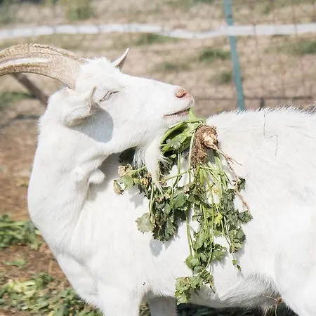 Farm stay La Fucina *